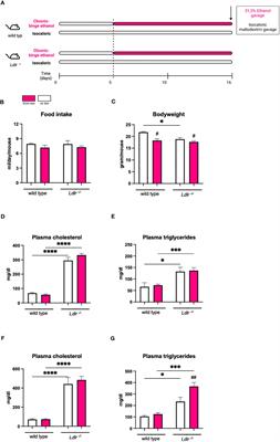 Chronic-binge ethanol feeding aggravates systemic dyslipidemia in Ldlr-/- mice, thereby accelerating hepatic fibrosis